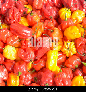 Super heiße Scotch Bonnet Chilis (Capsicum Chinese) für den Verkauf im Shop in Bedford, Bedfordshire, England Stockfoto