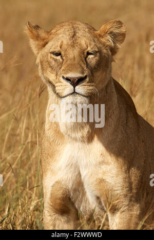 Porträt einer schönen Löwin in der afrikanischen Savanne frontal fotografiert Stockfoto