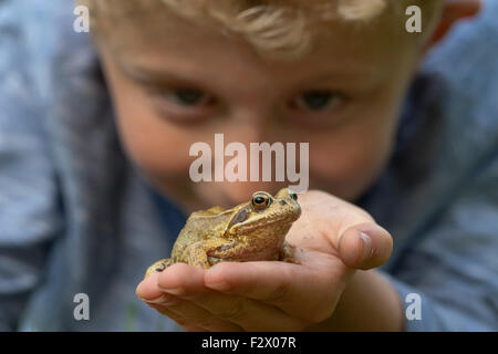 Nahaufnahme eines jungen ein Grasfrosch (Rana Temporaria) in seiner Hand hält Stockfoto