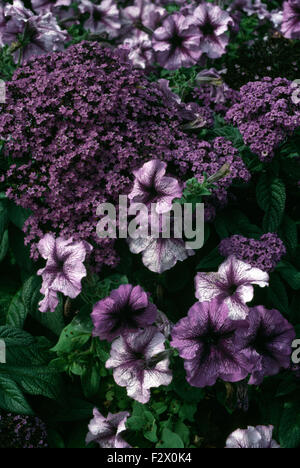 Nahaufnahme von lila Heliiotrope und violetten Petunien Stockfoto