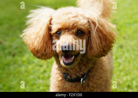 Glücklich lächelnde Flauschige Red Toy Pudel mit Zähne in Gesicht Nahaufnahme Foto Stockfoto