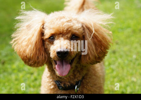 Glücklich lächelnde Flauschige Red Toy Pudel mit herausgestreckter Zunge Frontkamera Stockfoto