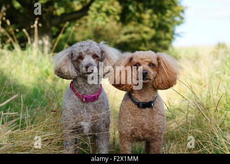 Oscar und Indie Toy/Miniaturpudel posieren auf ihrem Naturspaziergang am Loudoun Hill. Zwei süße Pudel auf einem Spaziergang. Stockfoto