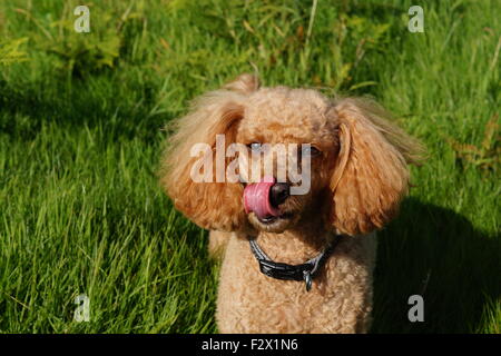 Little Red Toy Pudel mit flauschigen Ohren lecken Nase Frontkamera Stockfoto