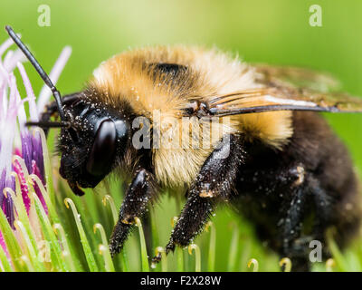 Bumblebee Auszüge Pollen aus bunten Blume Stockfoto