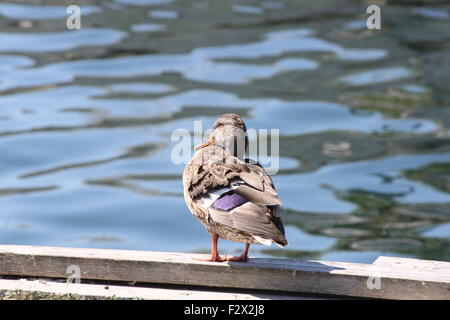 Eine Stockente Henne stehend auf einem hölzernen Dock auf einem großen See. Stockfoto