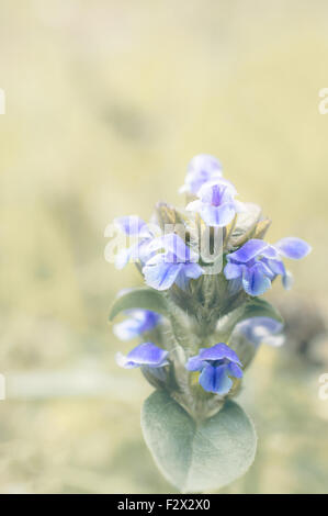 Nahaufnahme von "Genf-Bugleweed" (Ajuga Genevensis) Stockfoto