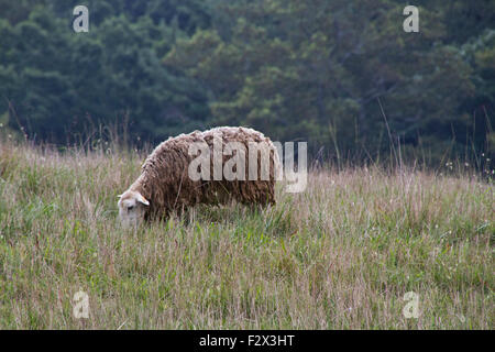 Ein einsamer, zottiger Schaf grast seelenruhig auf einer Wiese Wildgras mit einem Wald dahinter im Spätsommer Stockfoto