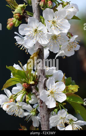 Nahaufnahme Schuß des curés Cherry Blumen auf einem Baum Stockfoto