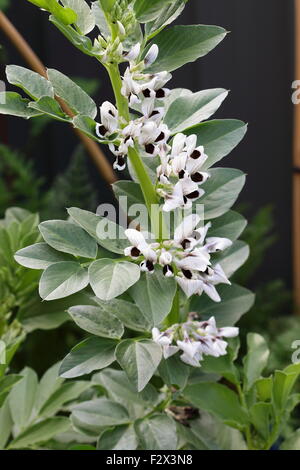 Vicia Faba Bohne Pflanze Stockfoto