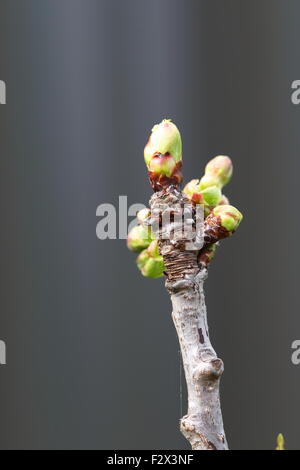 Nahaufnahme Schuss des Lapins Cherry Blütenknospen an einem Baum Stockfoto