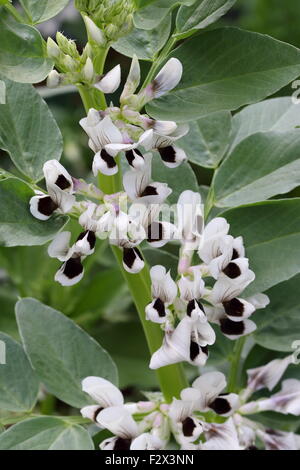 Vicia Faba Bohne Pflanze mit Blüten Stockfoto