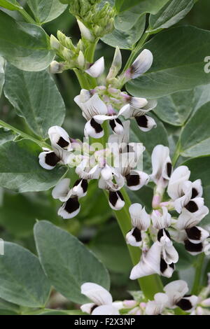 Vicia Faba Bohne Pflanze mit Blüten Stockfoto
