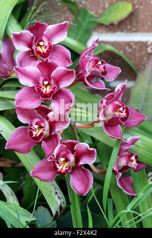 Nahaufnahme von roten Cymbidium Orchideen Stockfoto