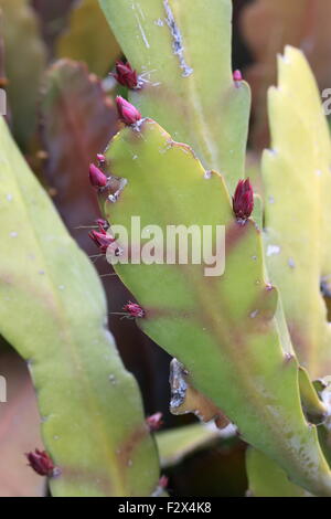 Nahaufnahme von Epiphyllum oder Orchid cactus Stockfoto