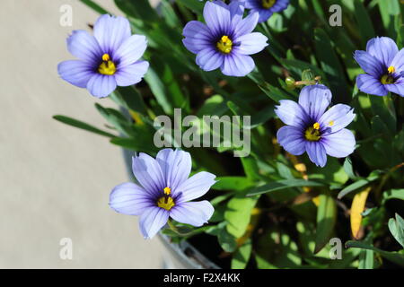 Sisyrinchium Bellum oder auch bekannt als Blue – Eyed Grass Stockfoto