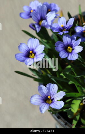 Sisyrinchium Bellum oder auch bekannt als Blue – Eyed Grass Stockfoto