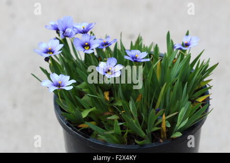 Sisyrinchium Bellum oder auch bekannt als Blue – Eyed Grass in einen Topf gepflanzt Stockfoto