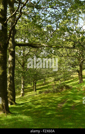 Eine gefleckte Sonnenbahn durch den englischen Wald an einem schönen Sommertag Englisch. Stockfoto