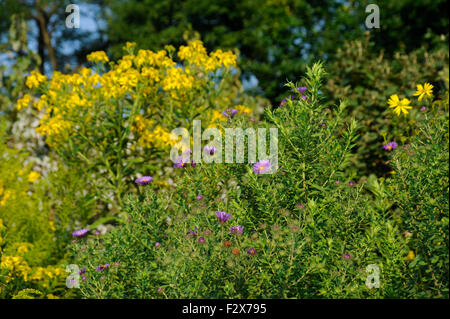 Wildblumen rund um die Ost-Lagune von Humboldt Park, Chicago, Illinois.  Ende des Sommers. Lila Astern und Sägezahn Sonnenblumen. Stockfoto