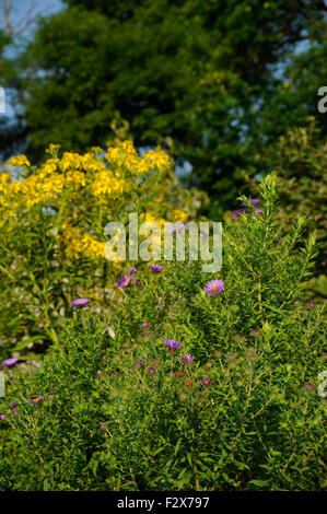 Wildblumen rund um die Ost-Lagune von Humboldt Park, Chicago, Illinois.  Ende des Sommers. Lila Astern und Sägezahn Sonnenblumen. Stockfoto