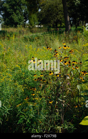 Wildblumen rund um die Ost-Lagune von Humboldt Park, Chicago, Illinois.  Ende des Sommers. Black Eyed Susan Blumen. "Rudbeckia Hirta Stockfoto