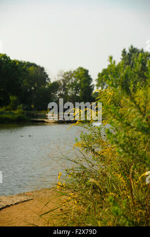 Wildblumen rund um die Ost-Lagune von Humboldt Park, Chicago, Illinois.  Ende des Sommers. Goldrute Blumen Stockfoto