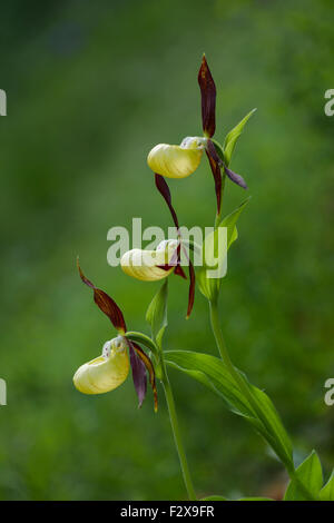 Frauenschuh Orchidee, lateinischen Namen Cypripedium Calceolus, gelb Stockfoto