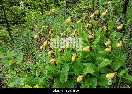 Frauenschuh Orchidee, lateinische Bezeichnung Cypripedium Calceolus, gelb, wächst in einer großen Gruppe in Regentropfen bedeckt Stockfoto