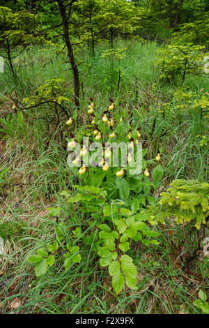 Frauenschuh Orchidee, lateinische Bezeichnung Cypripedium Calceolus, gelb, wächst in einer großen Gruppe in Regentropfen bedeckt Stockfoto