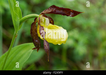 Frauenschuh Orchidee, lateinische Bezeichnung Cypripedium Calceolus, gelb, bedeckt in Regentropfen Stockfoto