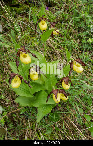 Frauenschuh Orchidee, lateinische Bezeichnung Cypripedium Calceolus, gelb, bedeckt in Regentropfen Stockfoto