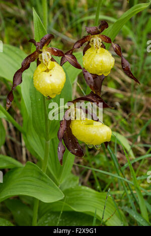 Frauenschuh Orchidee, lateinische Bezeichnung Cypripedium Calceolus, gelb, Gruppe von drei, bedeckt in Regentropfen Stockfoto