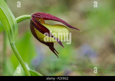 Frauenschuh Orchidee, lateinische Bezeichnung Cypripedium Calceolus, gelb, bedeckt in Regentropfen Stockfoto