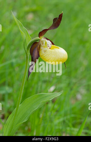 Frauenschuh Orchidee, lateinischen Namen Cypripedium Calceolus, gelb Stockfoto