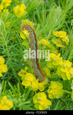 Lakai Falter Raupe, lateinischer Name Malacosoma Neustrien Stockfoto