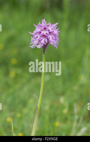 Drei-toothed Orchidee, lateinischer Name Neotinea tridentata Stockfoto