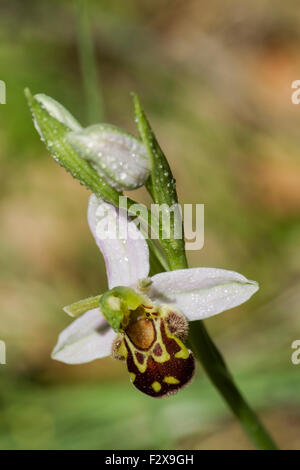 Biene Orchidee, lateinischen Namen Ophrys Apifera bedeckt in Wassertröpfchen Stockfoto