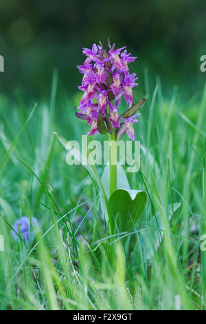 westlichen Marsh Orchid, lateinischer Name Dactylorhiza Majalis, auch bekannt als breitblättrigen Marsh Orchid, Ventilator Orchidee, gemeinsame Marsh orchid Stockfoto