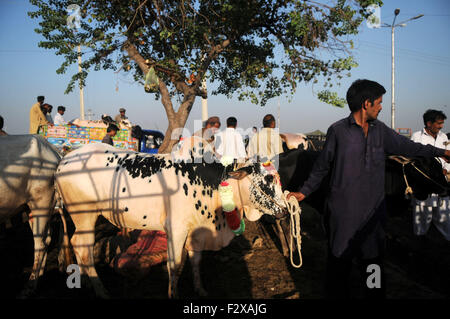 Islamabad, Pakistan. 24. Sep, 2015. Ein Kreditor füttert seine Opfer Tiere auf einem Viehmarkt in Islamabad, der Hauptstadt von Pakistan, 24. September 2015. Muslime auf der ganzen Welt feiern das Eid al-Adha fest durch die Schlachtung von Rindern, Ziegen und Schafen in Gedenken an den Propheten Abraham Bereitschaft, seinen Sohn um zu zeigen, Gehorsam zu Gott zu opfern. © Ahmad Kamal/Xinhua/Alamy Live-Nachrichten Stockfoto