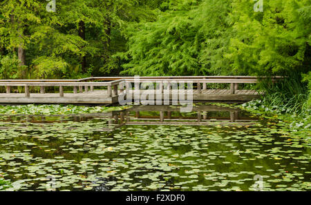 Schwimmende Holzbrücke über einen Teich mit Lilienpolstern im VanDusen Botanical Garden in Vancouver, Kanada im Sommer. Stockfoto