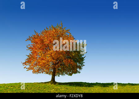 Herbst-Bäume und bunte Landschaft in den Karpaten. Siebenbürgen, Rumänien. Europa. Stockfoto