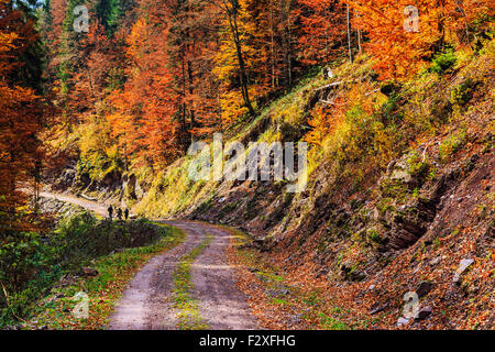 Wanderweg schlängelt sich durch bunte Wälder in Siebenbürgen-Rumänien Stockfoto