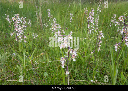 Epipactis Palustris - Sumpf-Helleborine Stockfoto