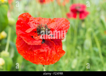 Roter Mohn Blume Stockfoto