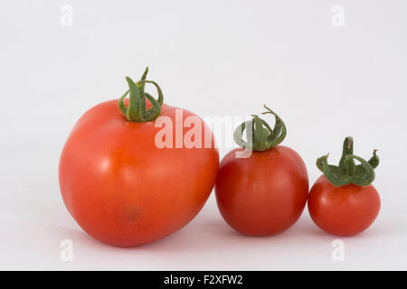 Drei Tomaten auf weißem Hintergrund Stockfoto