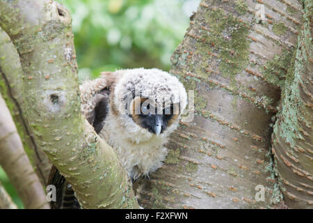 Young Asian braun Holz Eule Stockfoto