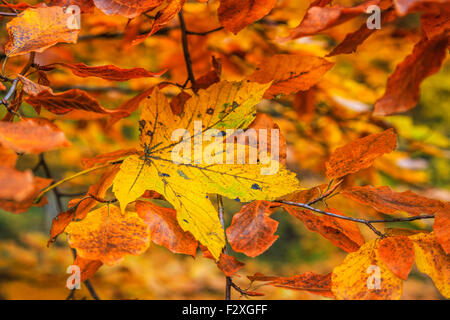 Herbstlaub, sehr flachen Fokus Stockfoto