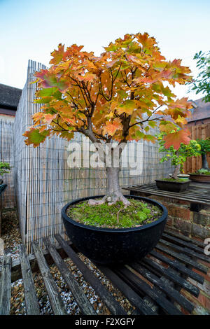 Bosniens. Bergahorn Acer Pseudoplatarus (Aceraceae) in Aultumn. Stockfoto