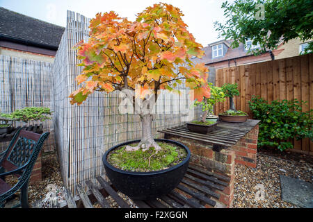 Bosniens. Bergahorn Acer Pseudoplatarus (Aceraceae) in Aultumn. Stockfoto